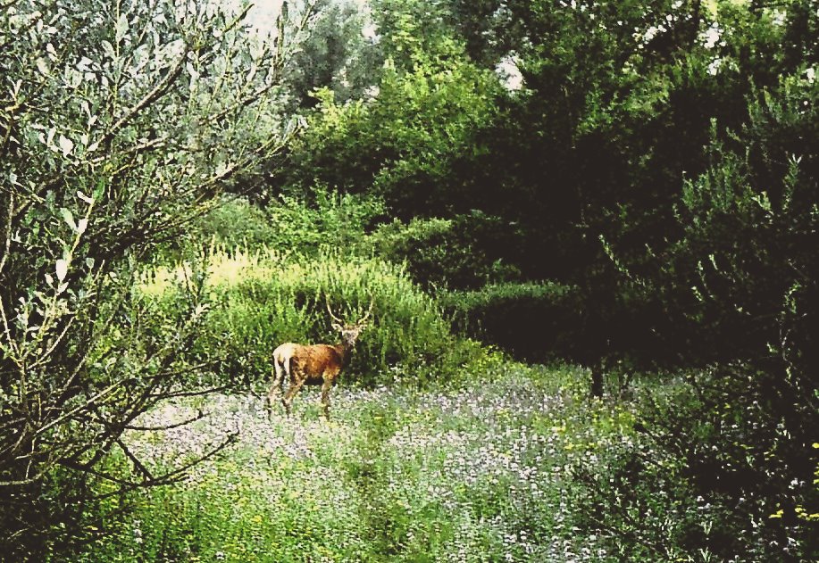 ... nei bei prati fioriti...un cervo